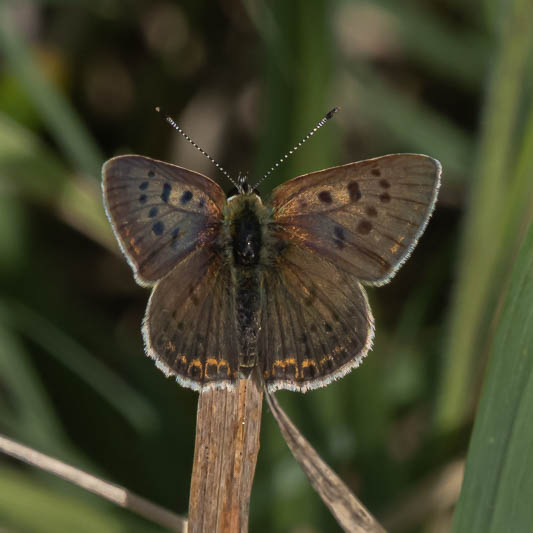 Sooty Copper-220059.jpg